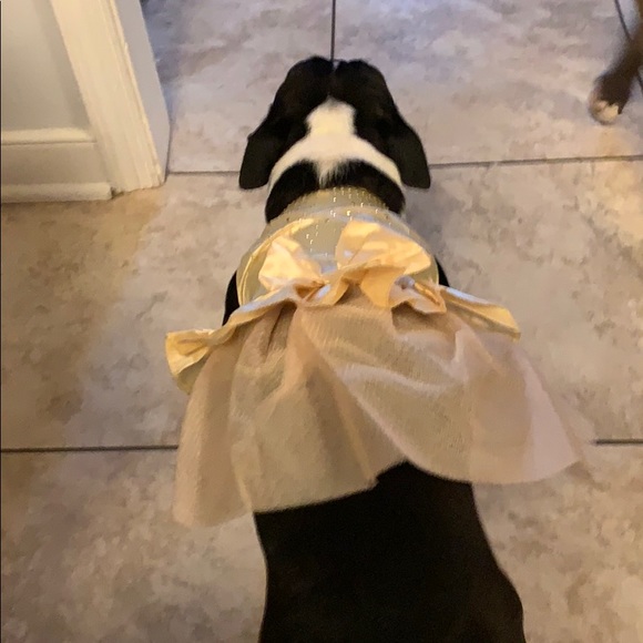 Other - NWOT Dog Dress